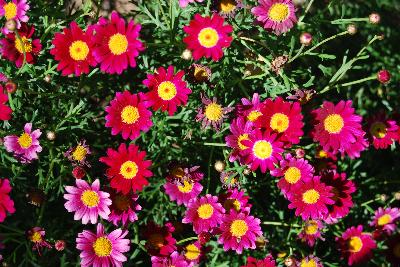 Anthemis