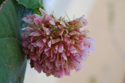 Dombeya Wallichii