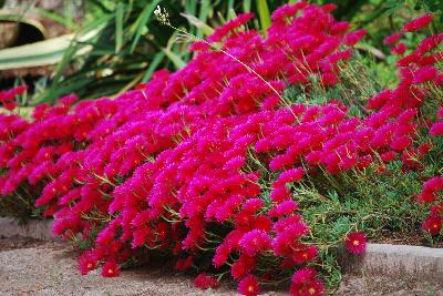 Lampranthus