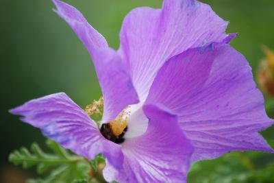Alyogyne Huegelii