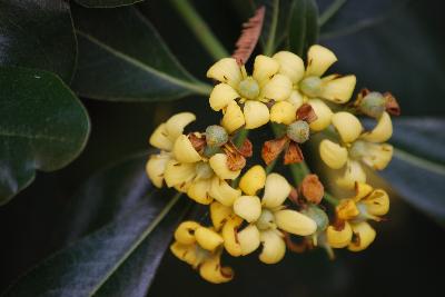Pittosporum tobira