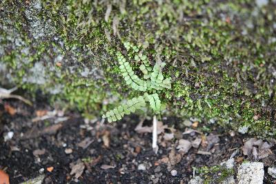 Asplenium trichomanes