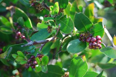 Rhamnus alaternus