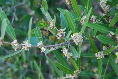 Phillyrea angustifolia
