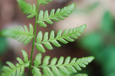 Asplenium adiantum-nigrum