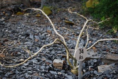 Pachypodium succulentum