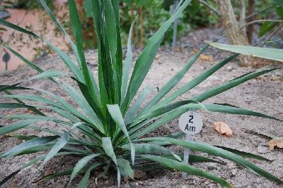 Dracaena draco