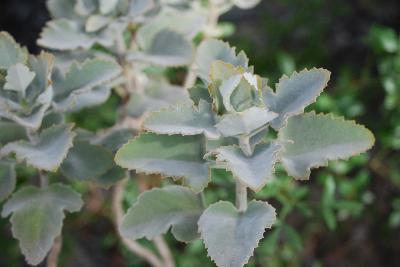Kalanchoe beharensis
