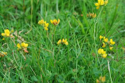 Lotus corniculatus