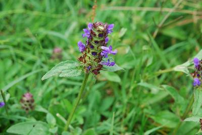 Prunella vulgaris
