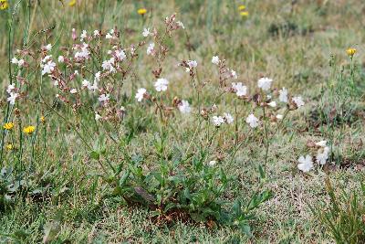 Silene latifolia