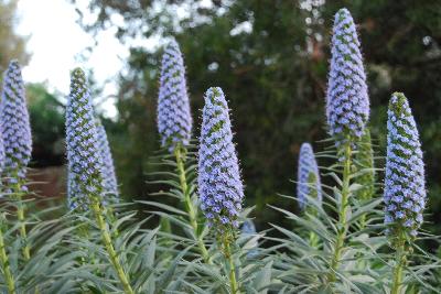 Echium fastuosum