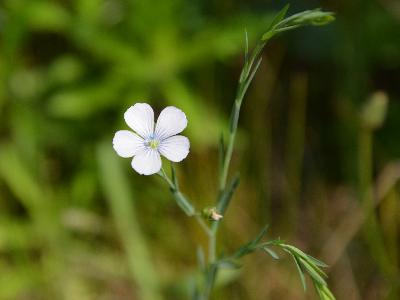 Linum usitatissimum subsp. angustifolium