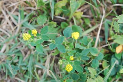 Medicago lupulina