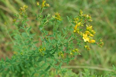 Hypericum perforatum
