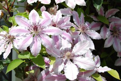 Clematis