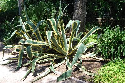 Agave americana marginata