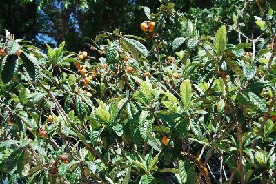 Eriobotrya japonica