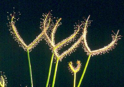 Drosera binata