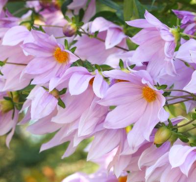 Dahlia imperialis