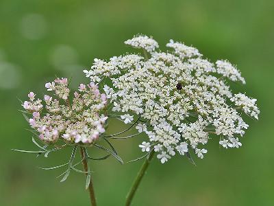 Daucus Carota