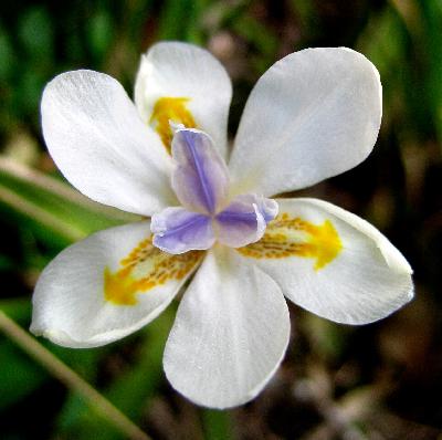 Dietes iridioides