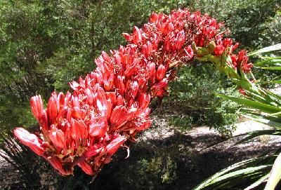 Doryanthes palmeri