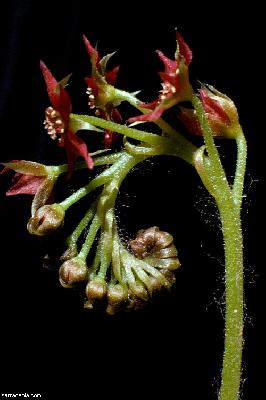Drosera adelae