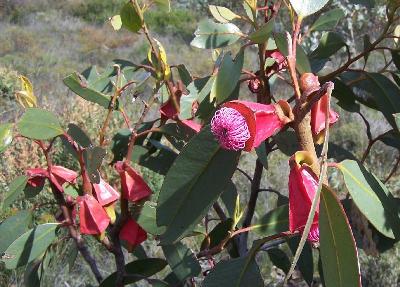 Eucalyptus tetraptera
