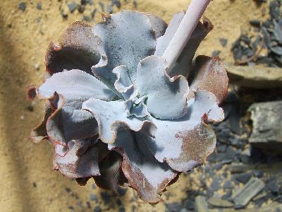 Echeveria gibbiflora var. carunculata