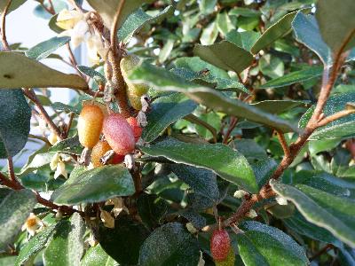 Elaeagnus ebbingei