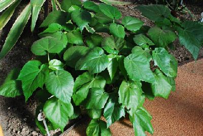 Entelea arborescens