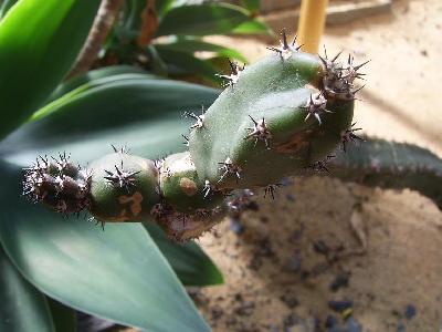 Eriocereus jusbertii