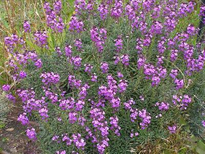 Erysimum linifolium