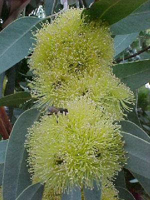 Eucalyptus woodwardi