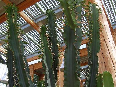 Euphorbia candelabrum var. erythraeae