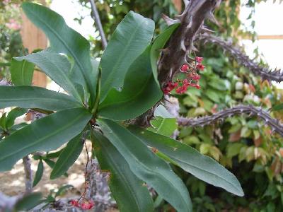 Euphorbia milii