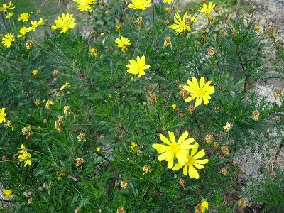 Euryops pectinatus