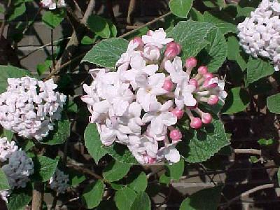 viburnum carlesii