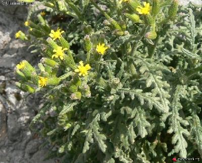 Senecio sylvaticus