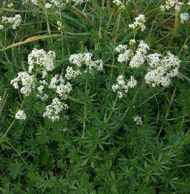 Galium mollugo