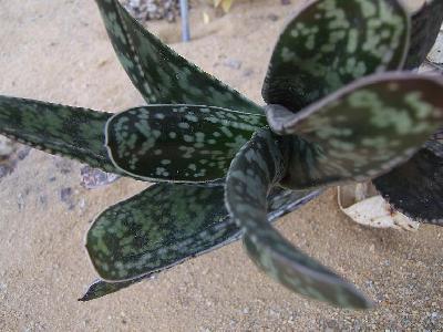 Gasteria maculata