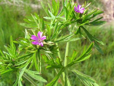 Geranium dissectum