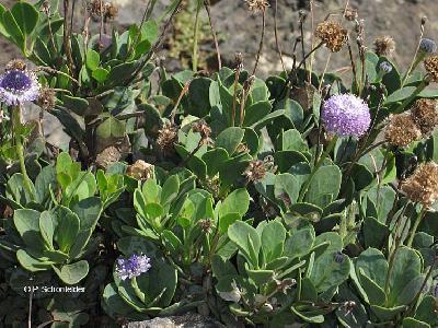 Globularia sarcophylla