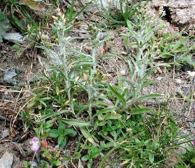 Gnaphallium sylvaticum,Omalotheca sylvatica