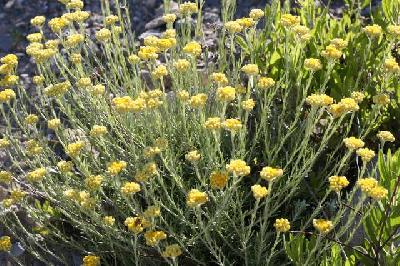 Helichrysum stoechas