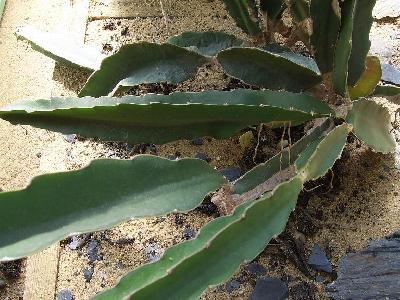 Hylocereus lemairei
