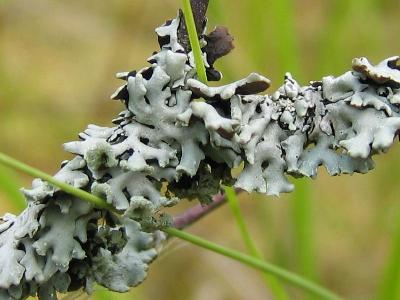 Hypogymnia physodes
