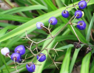 Dianella caerulea King Alfred