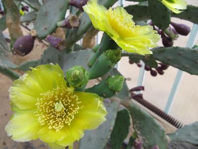 Opuntia ficus-indica